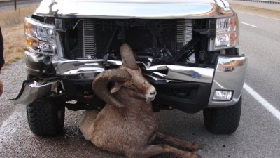 Yolda Bir Hayvana Çarparsam Ne Yapmalıyım?