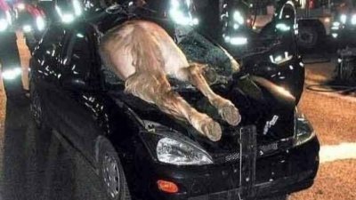 İlginç Trafik Kazaları